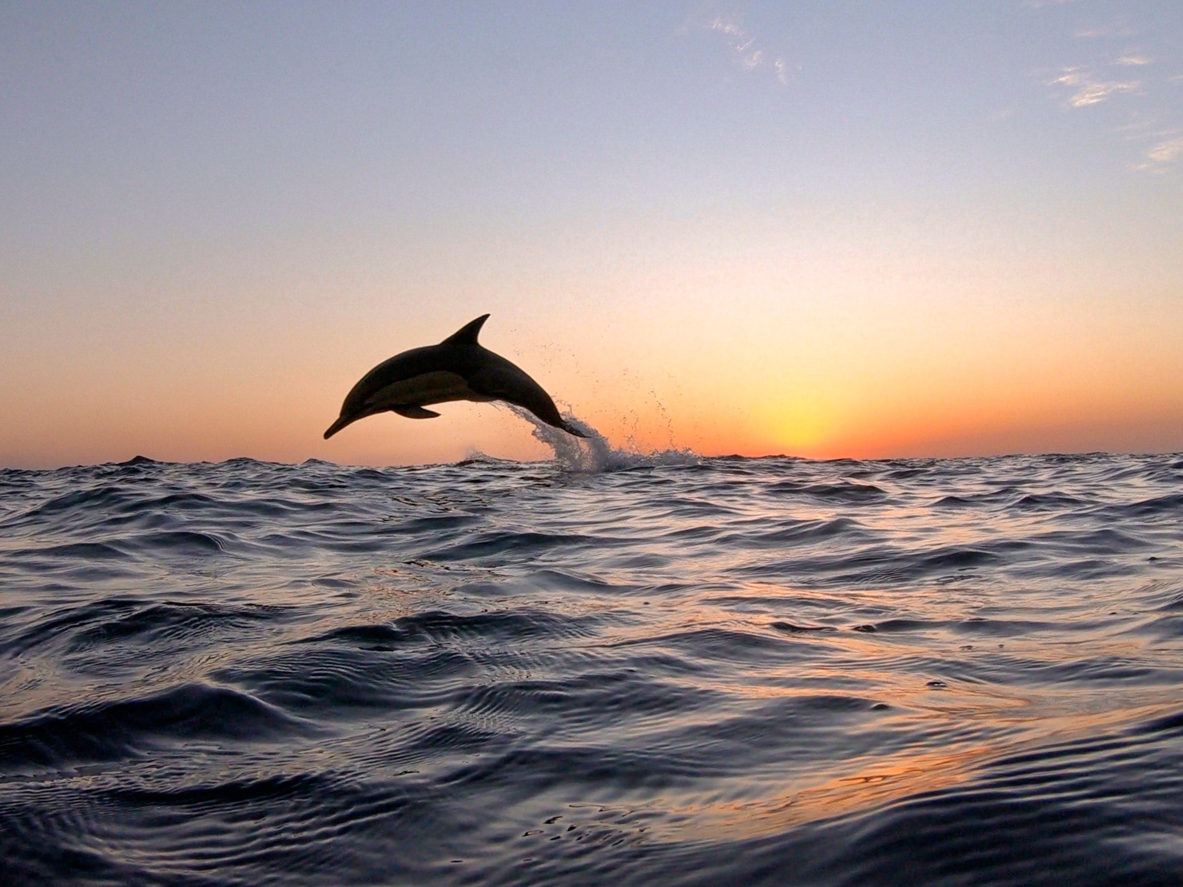 Delfin springt in sauberes Meer
